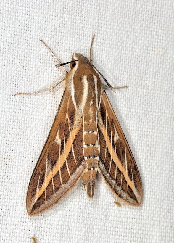 Hyles livornica